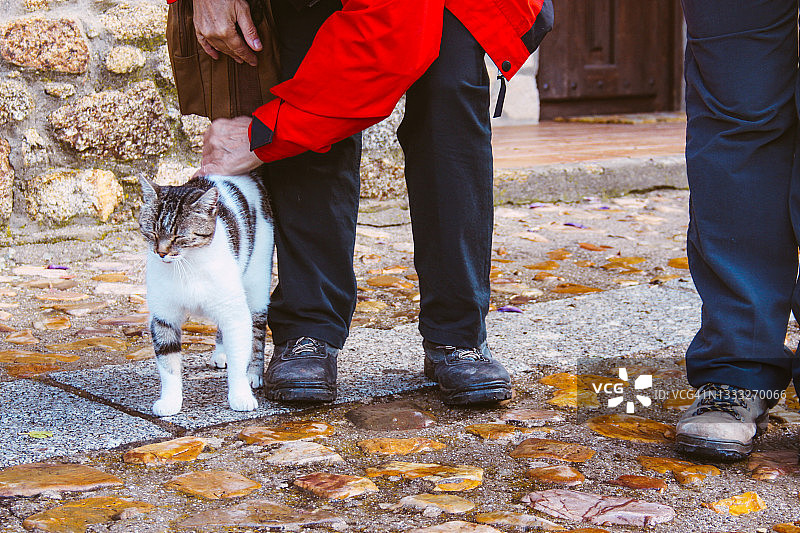 两人抚摸猫的仰视角度图片素材