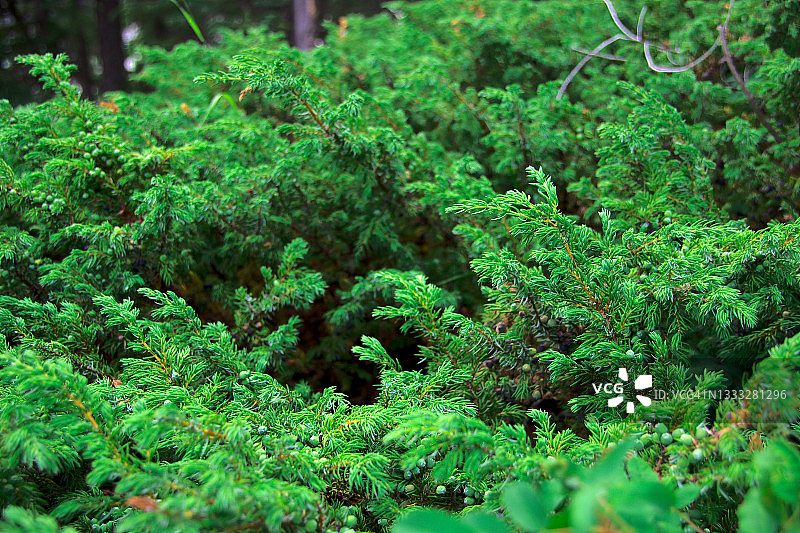 班夫附近落基山脉中的刺柏树和红色浆果图片素材