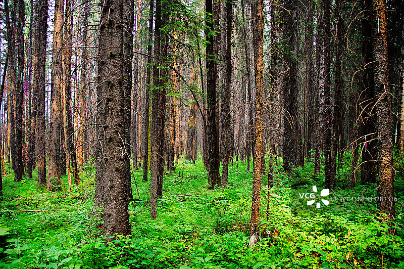 班夫附近落基山脉的森林图片素材