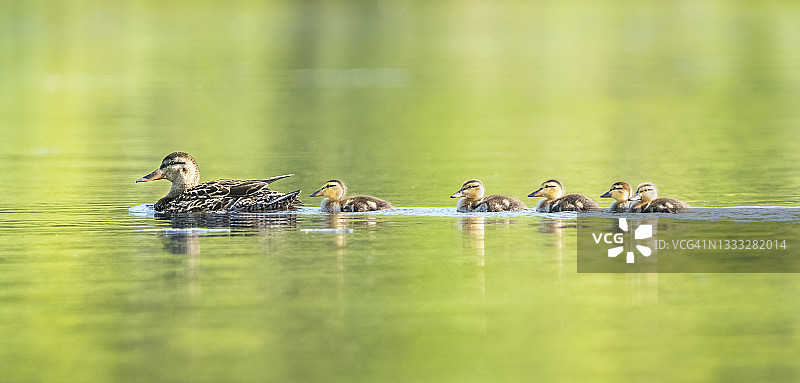 春天池塘里的绿头鸭妈妈和小鸭图片素材