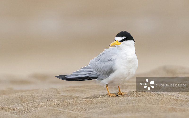 沙滩上的小燕鸥图片素材
