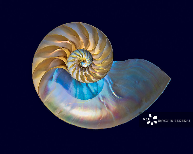 深蓝色背景上的鹦鹉螺壳图片素材
