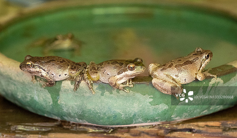 太平洋树蛙图片素材