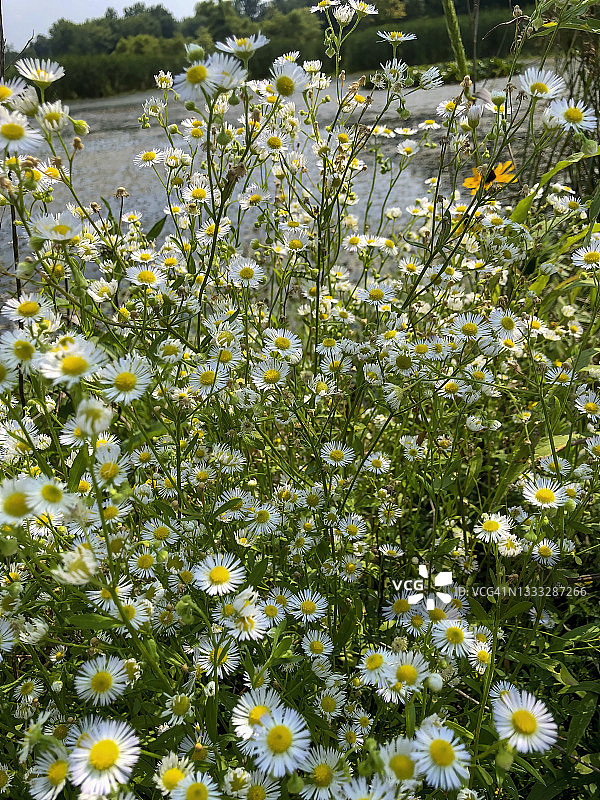 新英格兰紫菀花图片素材