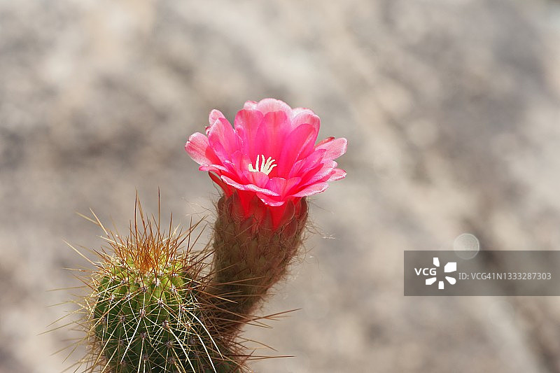 原创与独特图片素材