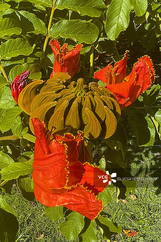 阿卡迪亚的非洲郁金香树上的花苞图片素材