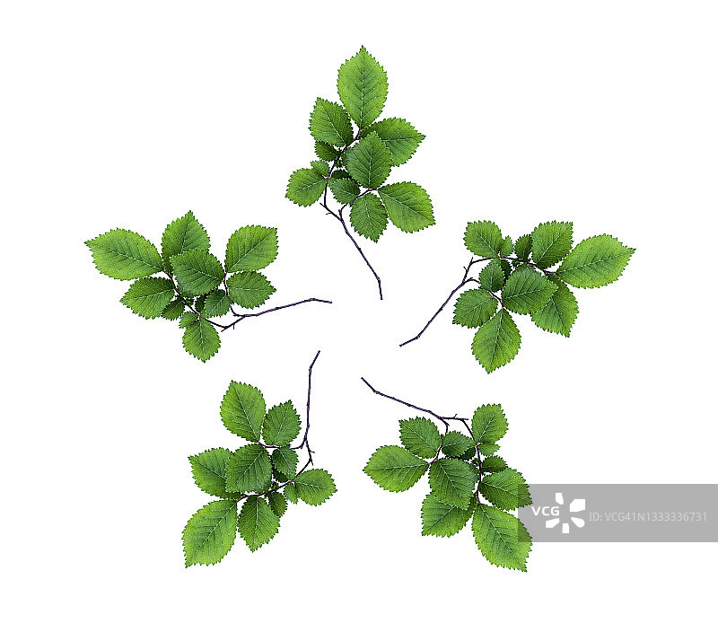 榆树小树枝绿叶特写图片素材