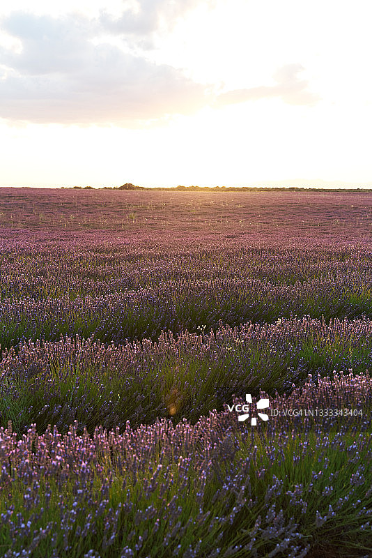 田野中生长的芳香薰衣草花图片素材