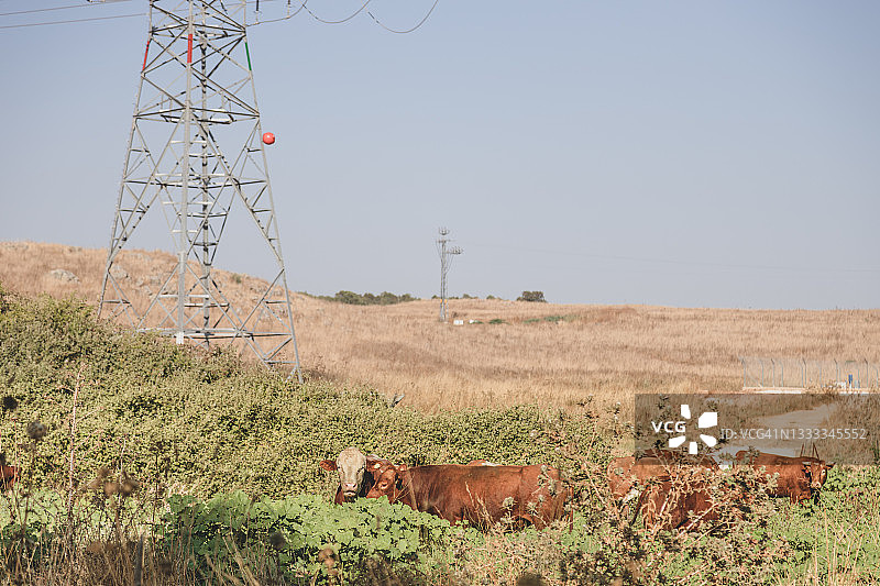 田野里的奶牛图片素材