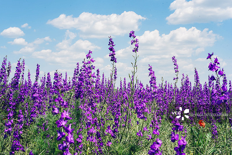 多云天空下的野生翠雀花田图片素材