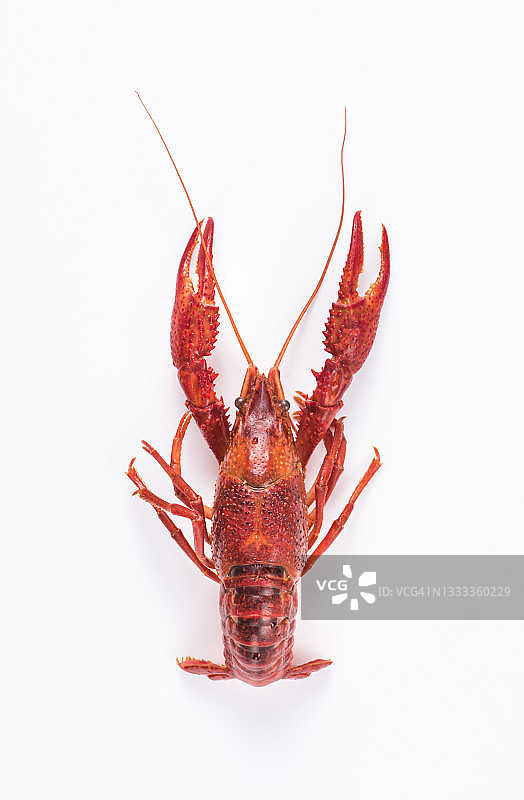 小龙虾图片素材