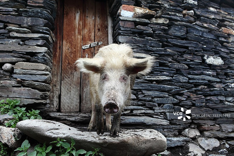 斯瓦涅季传统石屋入口处泥泞的猪特写图片素材