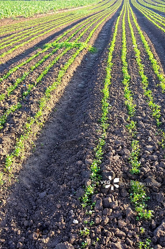 农业田地的递减透视，竖版图片素材