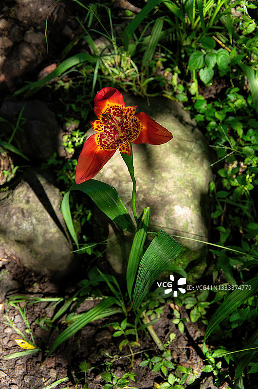 虎皮百合（墨西哥贝壳花）图片素材