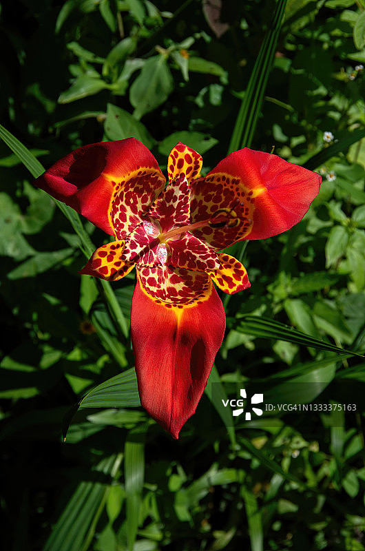 虎皮百合（墨西哥贝壳花）图片素材