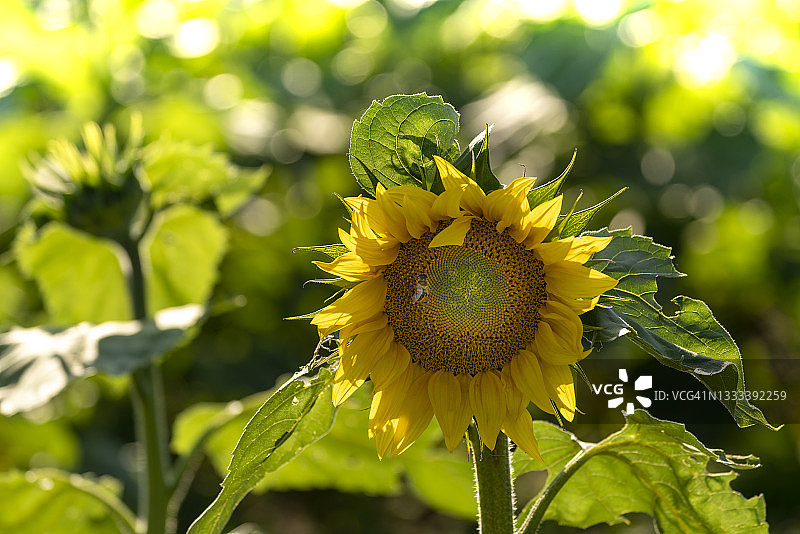 傍晚时分田野里的向日葵图片素材