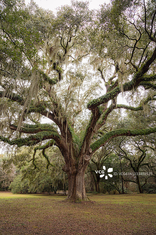 雄伟的橡树图片素材