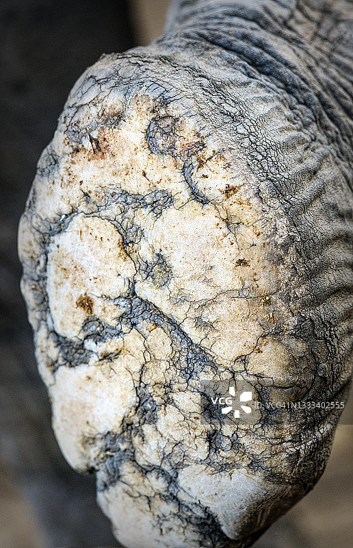 肯尼亚察沃东部国家公园大象脚底特写图片素材