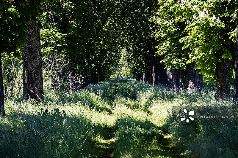 绿色大道图片素材