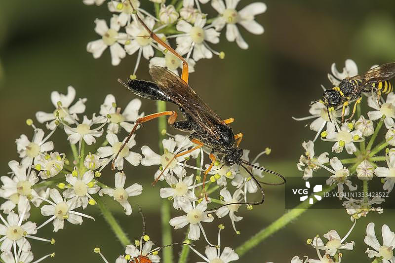 德国巴登-符腾堡的姬蜂图片素材