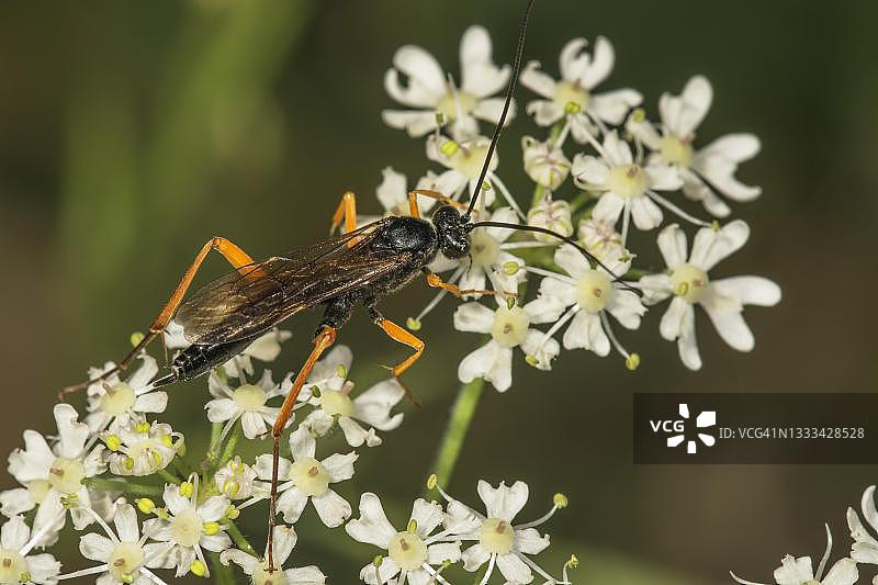 德国巴登-符腾堡的姬蜂图片素材