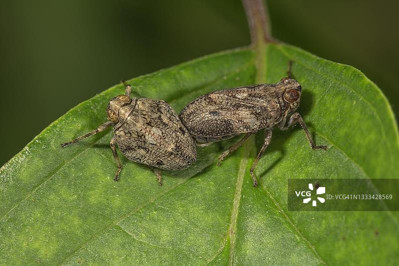 叶子上的伊萨斯鞘翅目昆虫，德国巴登-符腾堡图片素材