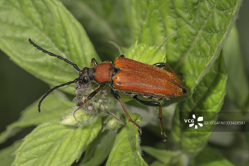 马薄荷上的红颈天牛雌性，德国图片素材