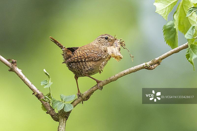 欧亚鹪鹩，嘴里叼着筑巢材料，德国图片素材