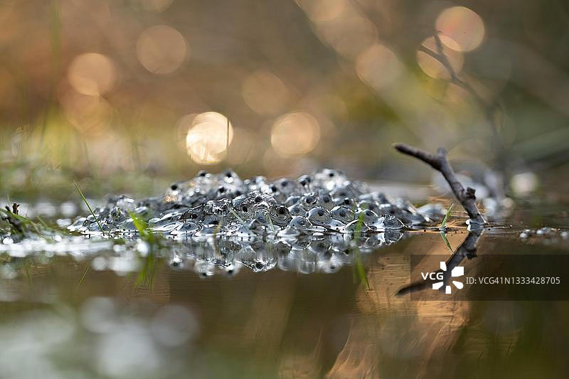 在埃菲尔的黄昏阳光下，普通青蛙（Rana temporaria）产卵图片素材