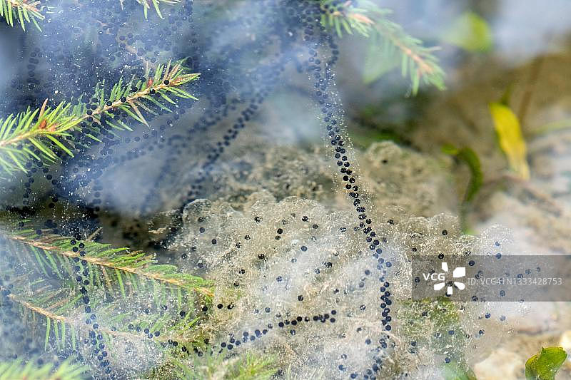 普通青蛙和普通蟾蜍在德国北莱茵-威斯特法伦州埃ifel国家公园的河岸植被中产卵图片素材