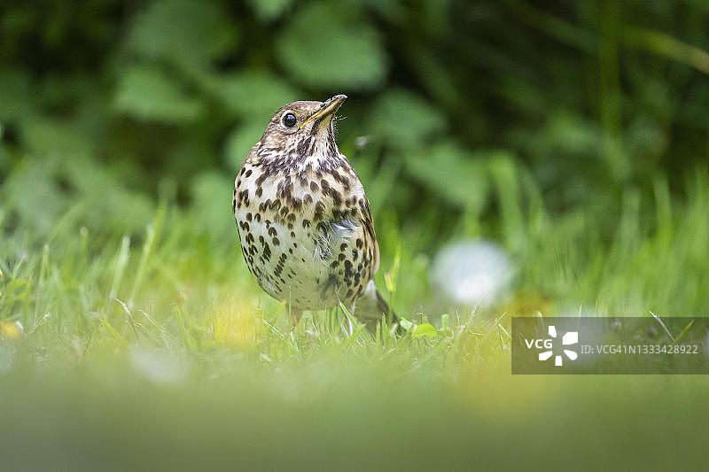 德国的歌鸫图片素材