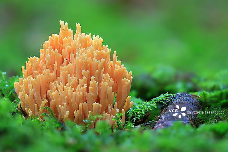 德国巴登-符腾堡州上多瑙河自然公园朗根哈特的橙色山珊瑚，秋季森林图片素材