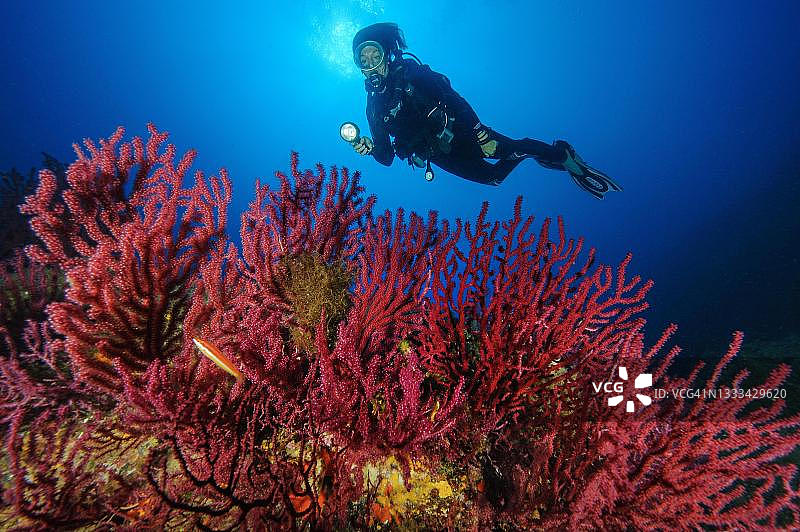 潜水员在地中海撒丁岛观察变色柳珊瑚图片素材