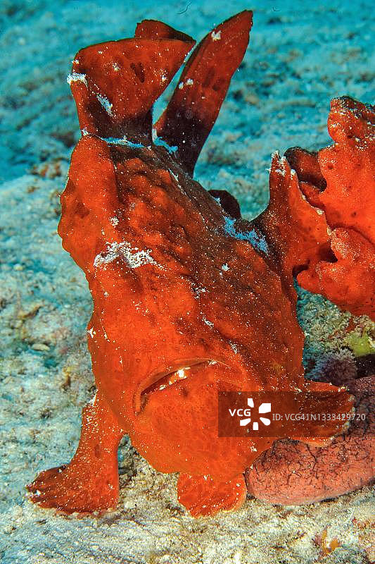 康氏躄鱼在马尔代夫印度洋中潜伏图片素材