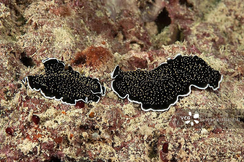 金色疣状扁虫，星空扁虫，太平洋，密克罗尼西亚图片素材