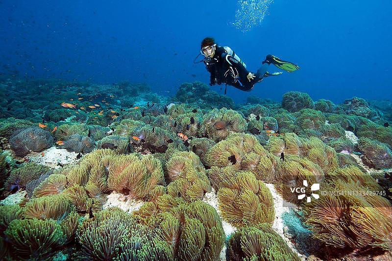 海床上的一群克氏海葵，潜水员在后方，印度洋，马尔代夫图片素材
