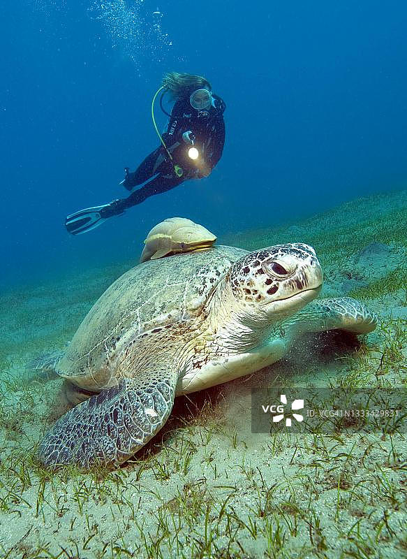 潜水员观察绿海龟，红海，阿布达巴，埃及图片素材