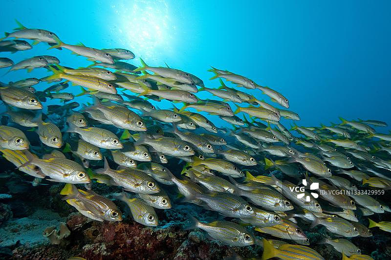 印度洋马尔代夫的鲷鱼群图片素材