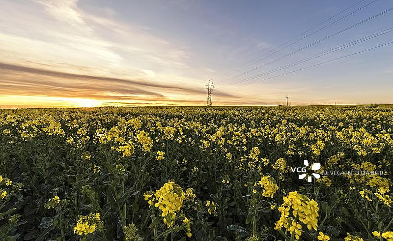 农业田中的高压电塔和电缆，马塔加尔帕，尼加拉瓜图片素材