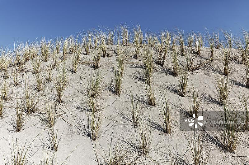 沙丘上的欧洲芒草，叙尔特岛，东弗里西亚群岛，石勒苏益格-荷尔斯泰因州，德国图片素材