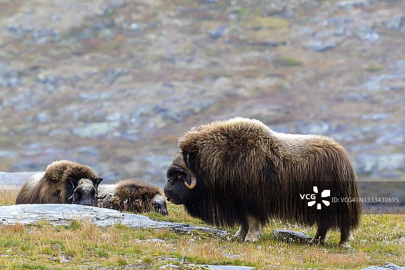 挪威多夫勒山-松达尔斯费耶拉国家公园秋季景观中的麝牛群图片素材