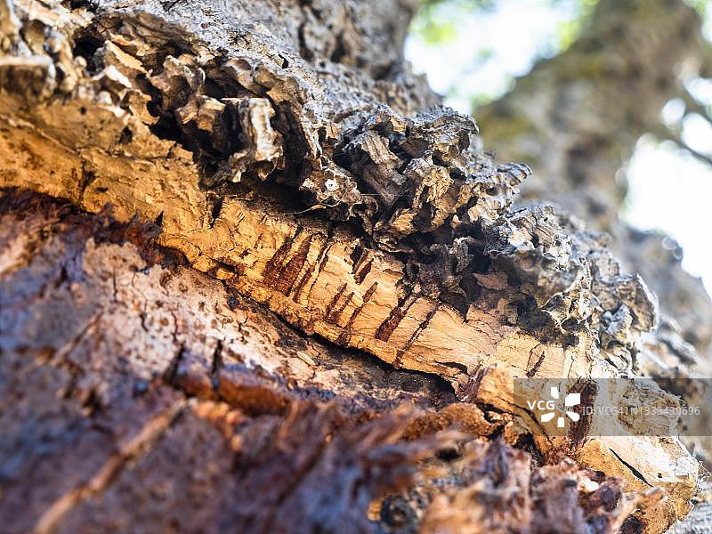 软木橡树（栓皮栎）树皮，塞图巴尔区，阿尔加维，葡萄牙图片素材