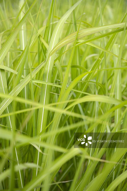 初夏的中国芦苇（巨芒草），巴登-符腾堡州，德国图片素材