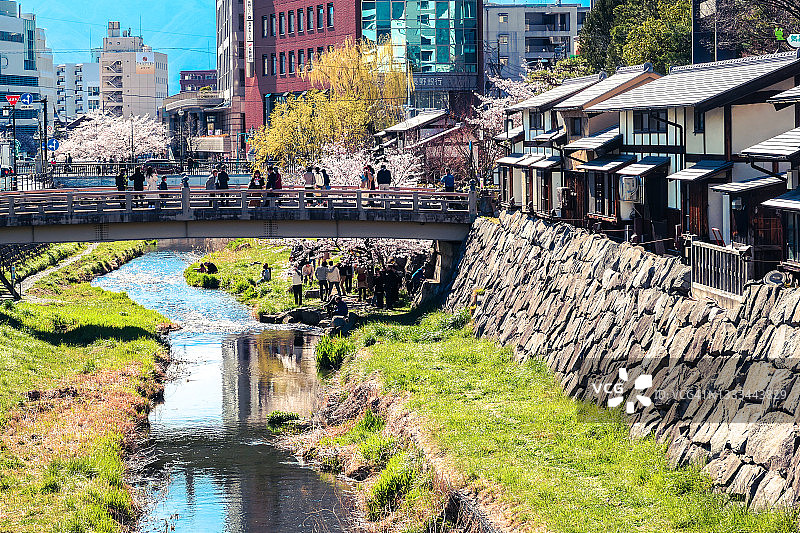 樱花与日本传统建筑和桥梁，沿女鸟羽川和绳手通，位于日本长野县松本市图片素材