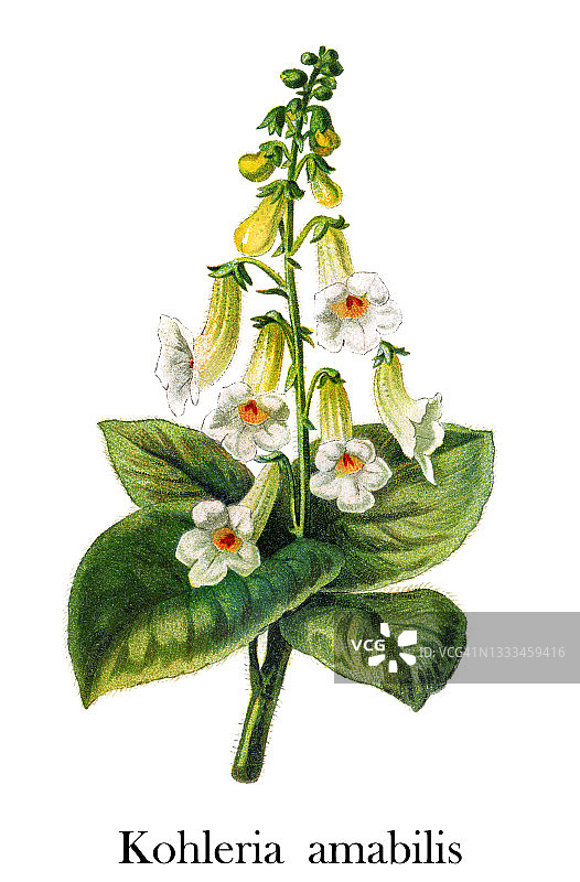 古老的格洛西尼亚树（Kohleria amabilis）插图图片素材