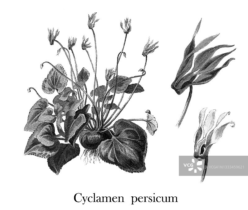 波斯仙客来（Cyclamen persicum）的古老雕刻插图图片素材