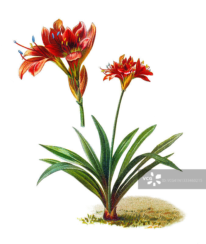 老刻的孤挺花插图图片素材