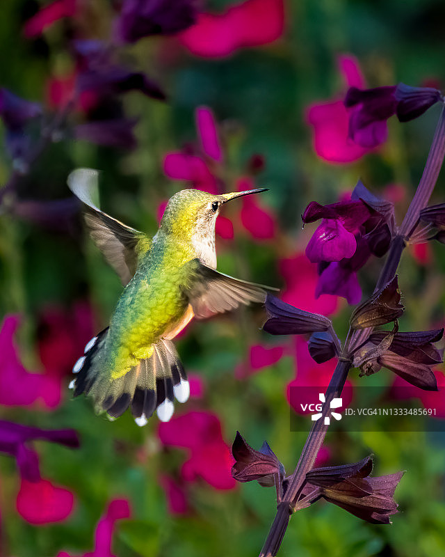 黑颏蜂鸟图片素材