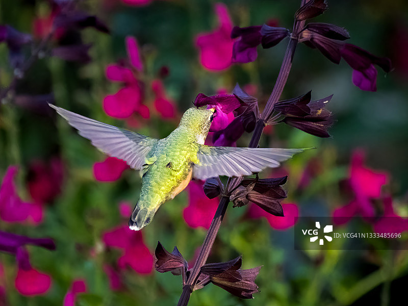 黑颏蜂鸟图片素材