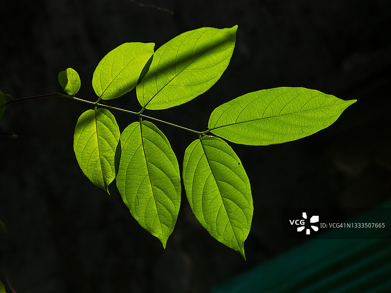 黑色背景上的绿叶图片素材